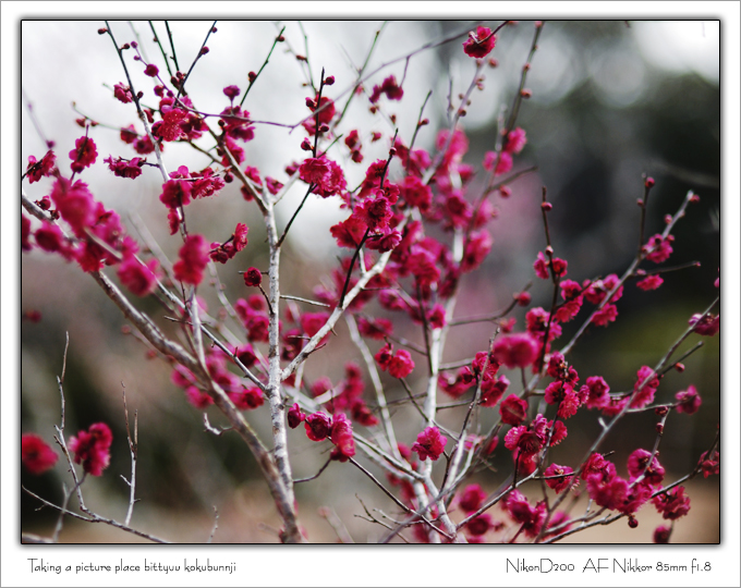 Plum tree #034_c0174120_9445296.jpg