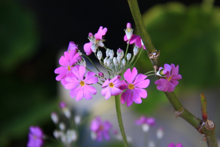 サクランボとサクラソウの花_b0165522_14523140.jpg