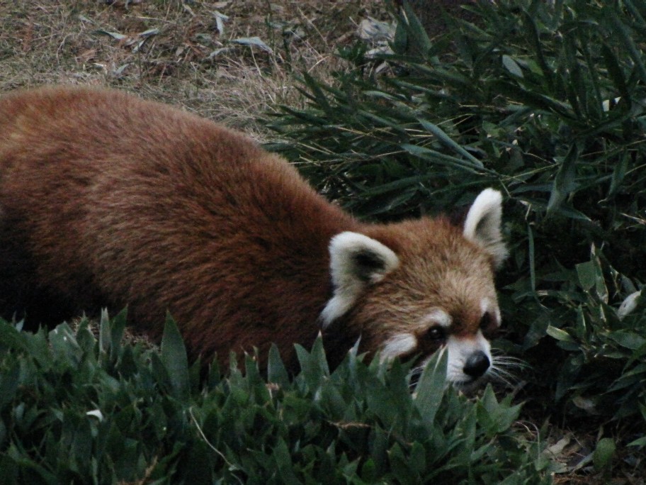 江戸川のユウユウさんとブナ君_f0221023_0213384.jpg