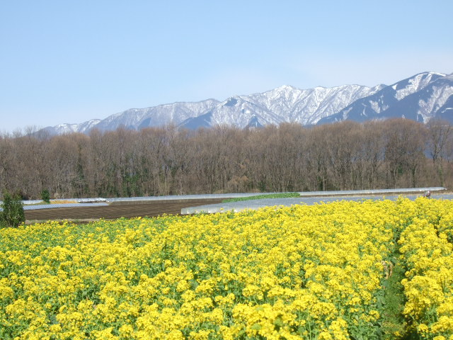 見事な富士山.....綺麗です!_b0137932_17551544.jpg