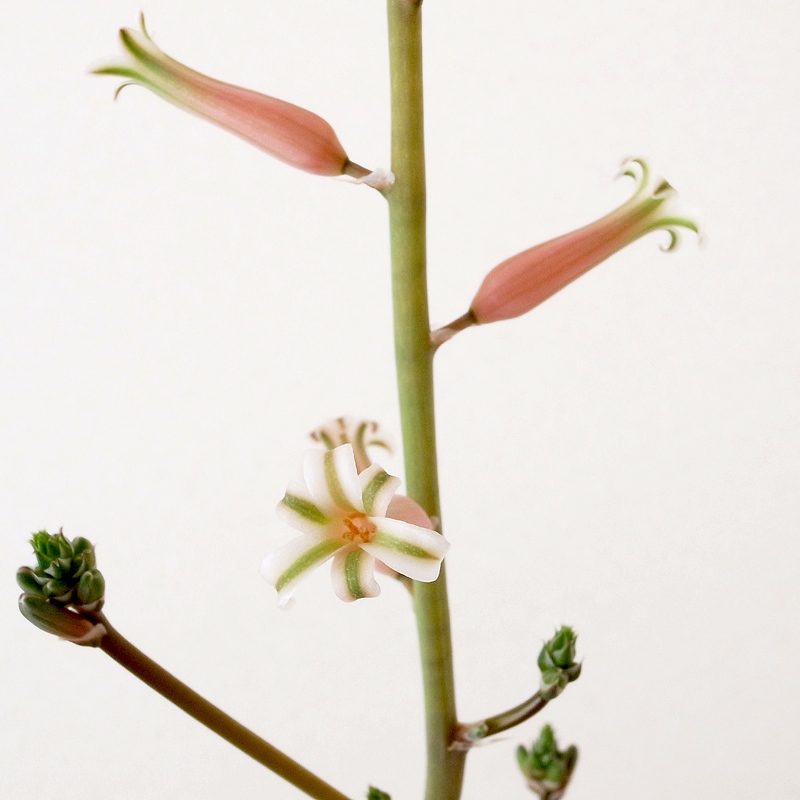 hybrid flower : Gasteria x Haworthia _a0149642_14275578.jpg