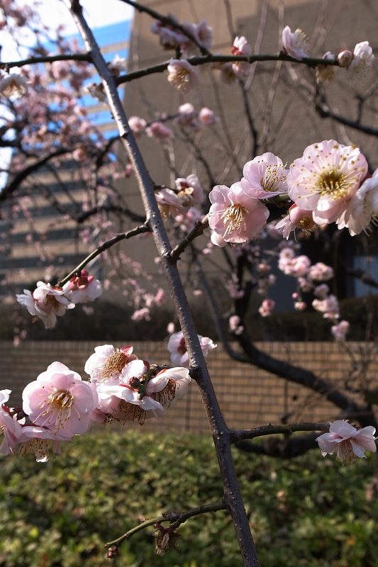 ビルの谷間に咲く花　_f0143945_201140.jpg