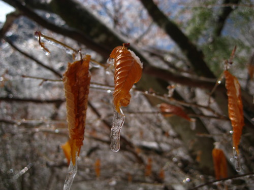 ２４回　３６座目　２０１０年３月１１日　雲仙_c0179351_1835114.jpg