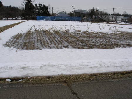 c0037553_178152.jpg
