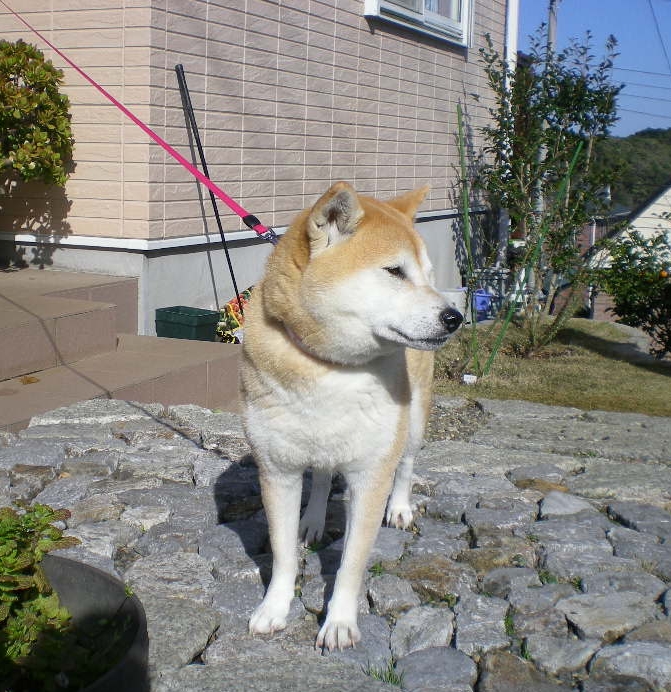 2010年3月11日(木)やっと、春~!_f0060461_11223981.jpg