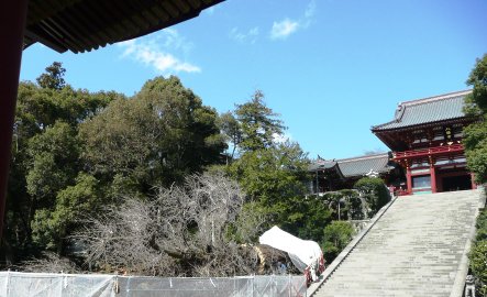 悲しいニュース…鶴岡八幡宮の大銀杏倒れる_d0015968_17574784.jpg