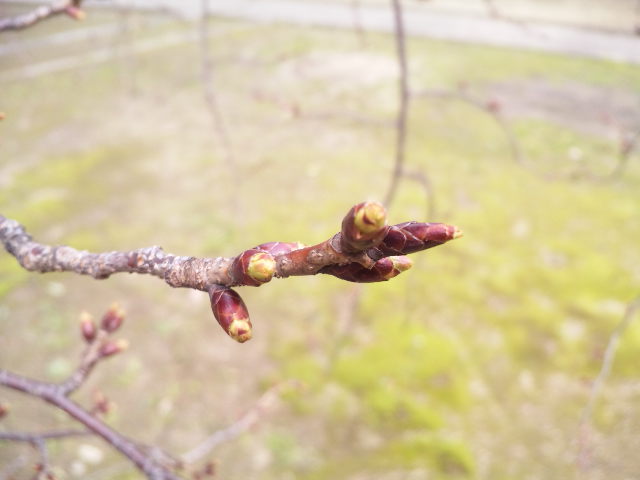 c0212783_1402790.jpg