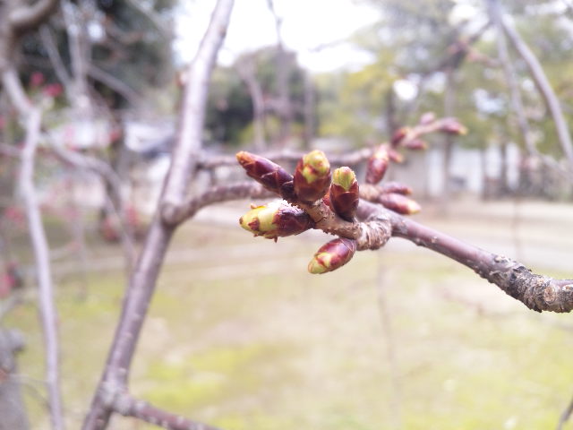 c0212783_1412750.jpg