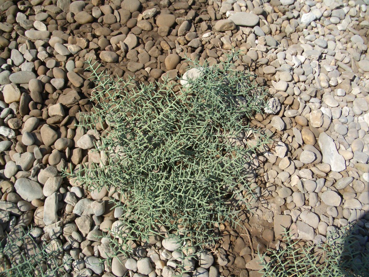 c0109891_2352572.jpg