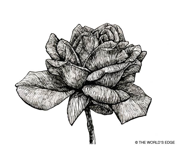ペン画 薔薇 The World S Edge ペン画 薔薇 The World S Edge