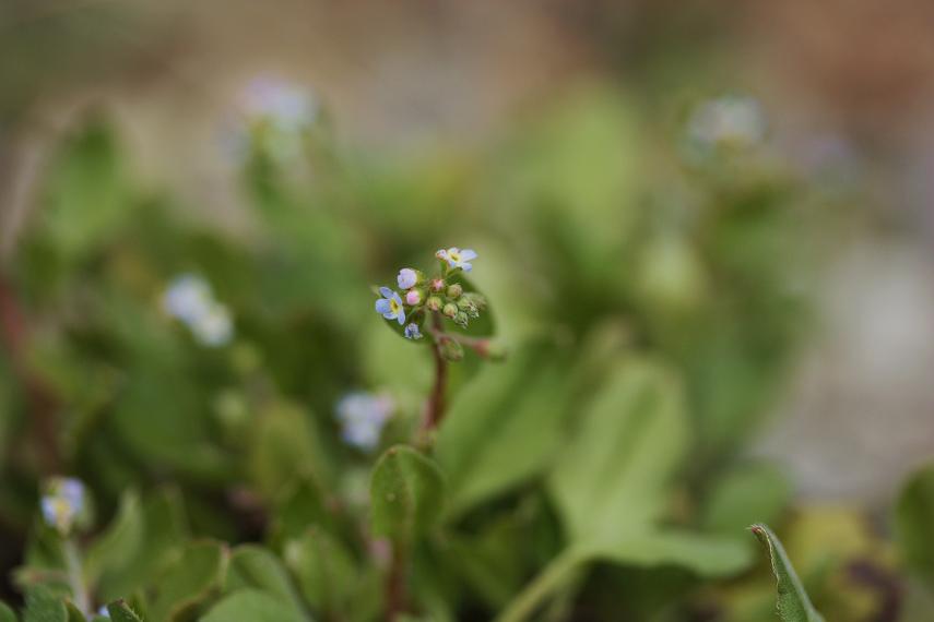 菜園の雑草 キュウリグサ そよ風のつぶやき 菜園の雑草 キュウリグサ そよ風のつぶやき