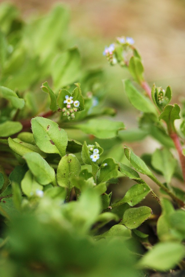 菜園の雑草 キュウリグサ そよ風のつぶやき 菜園の雑草 キュウリグサ そよ風のつぶやき