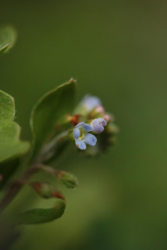 菜園の雑草 キュウリグサ そよ風のつぶやき 菜園の雑草 キュウリグサ そよ風のつぶやき