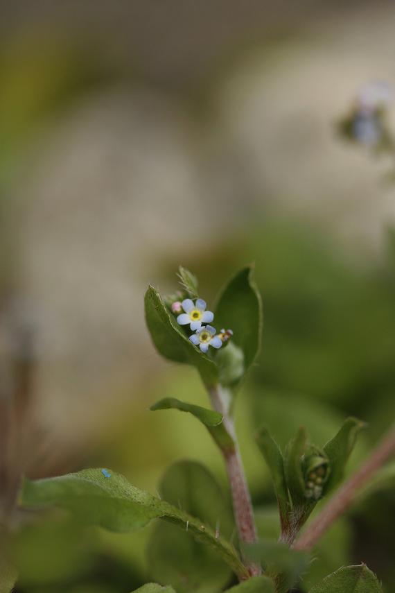 菜園の雑草 キュウリグサ そよ風のつぶやき 菜園の雑草 キュウリグサ そよ風のつぶやき