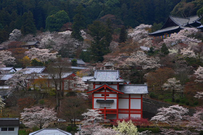 桜咲く長谷寺（2009）　その１_f0181310_2184371.jpg