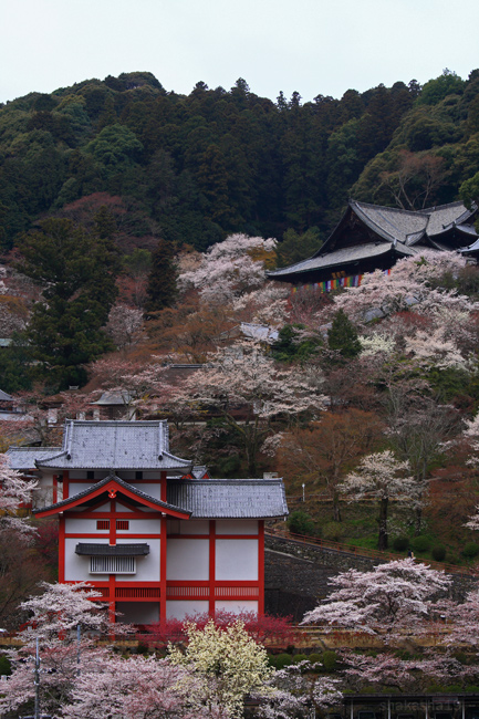 桜咲く長谷寺（2009）　その１_f0181310_2191389.jpg