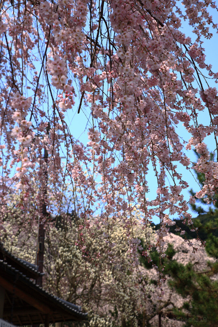 桜咲く長谷寺（2009）　その１_f0181310_2195884.jpg