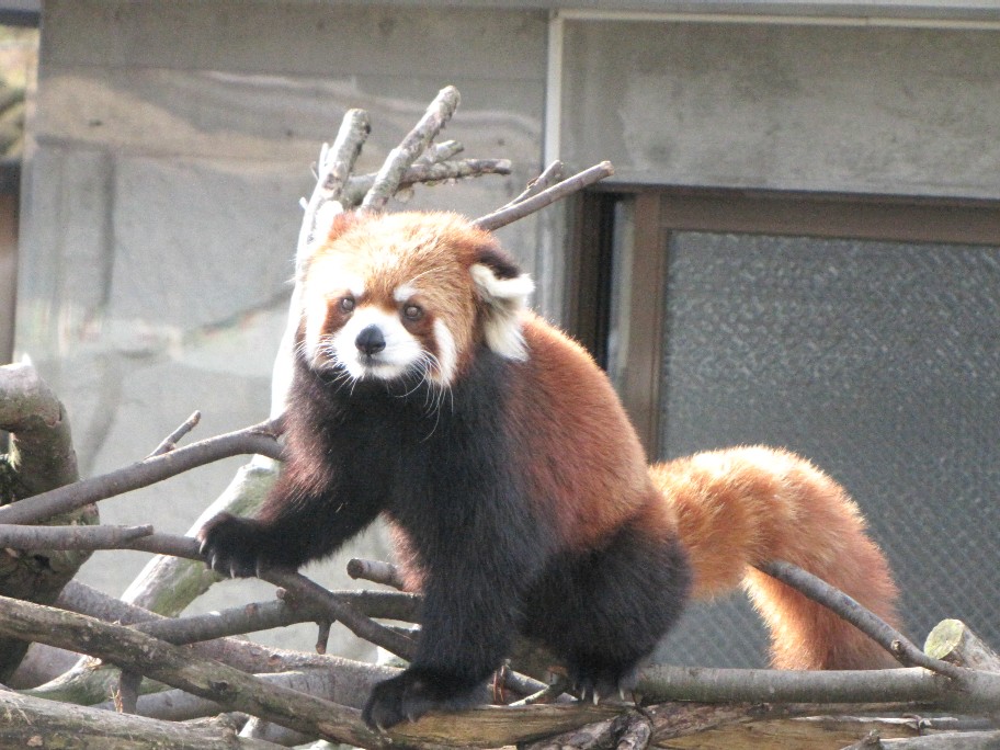 かみね動物園のレッサーパンダ_f0221023_1415524.jpg