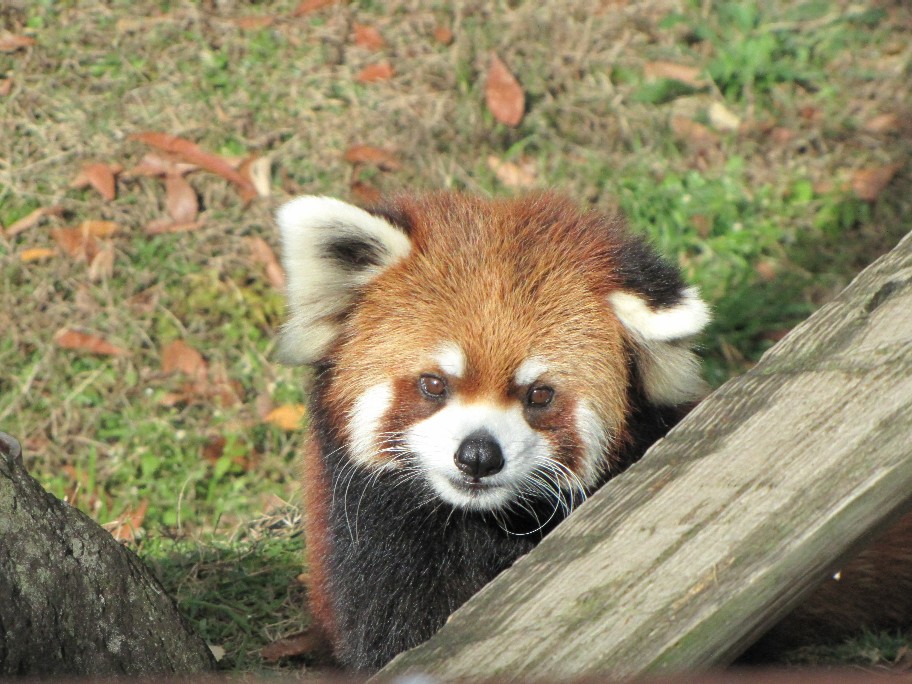 かみね動物園のレッサーパンダ_f0221023_14193.jpg