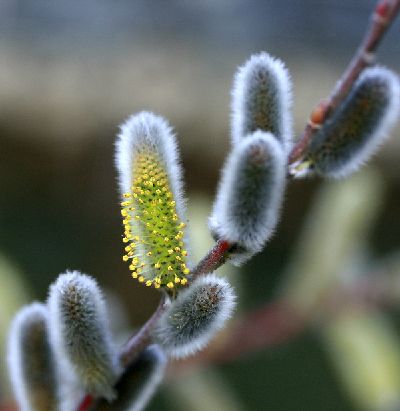 やなぎの花 イーハトーブ ガーデン