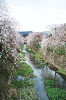 ＊パリか八幡浜か_a0030038_221499.jpg