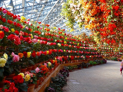 なばなの里～ウィンターイルミネーション＆河津桜まつり～_c0035843_15302623.jpg