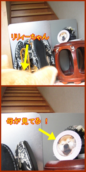 何度でも・・・サイを想う_c0049950_2340574.jpg