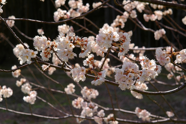 弥生・春、佇む。_f0132566_852061.jpg