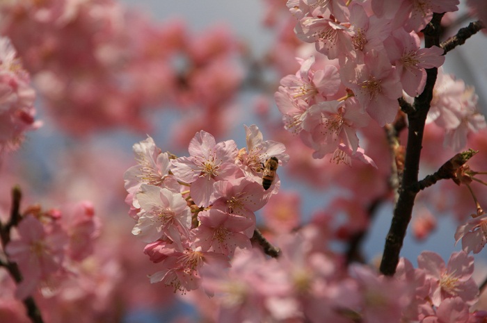 桜とミツバチ♪_e0148667_10433450.jpg