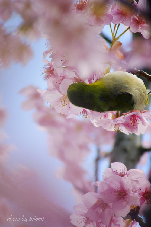 さくらとめじろ。　－千葉公園_e0158567_2115199.jpg