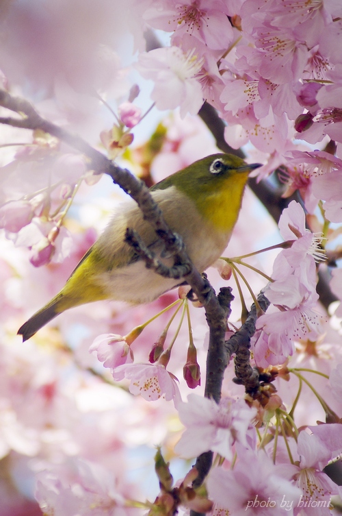 さくらとめじろ。　－千葉公園_e0158567_28522.jpg