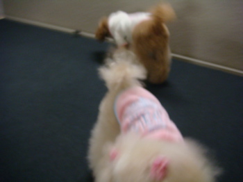 2010.3.12 すっかり、うっかり・・・_a0083571_1531217.jpg