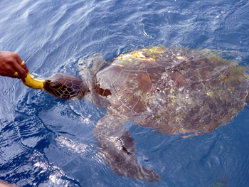 ３月６〜１０日 Similan&Surin Cruise報告！！_d0086871_1132717.jpg