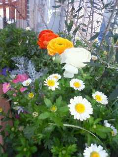 花・華・ハナ_b0117785_15412555.jpg