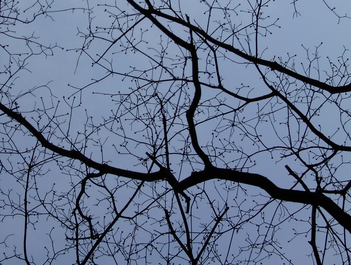 a0133986_20301342.jpg
