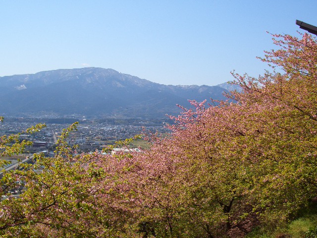 松田山の河津桜に間に合いました！_e0114588_21265159.jpg