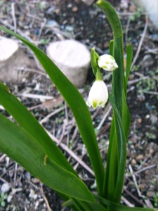 c0151691_17493349.jpg