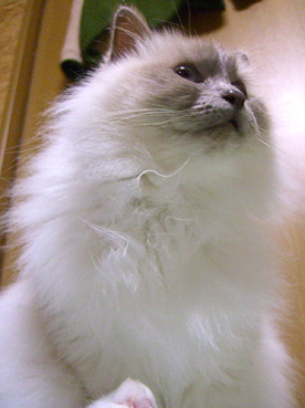 パール生誕の日_a0045697_12504328.jpg