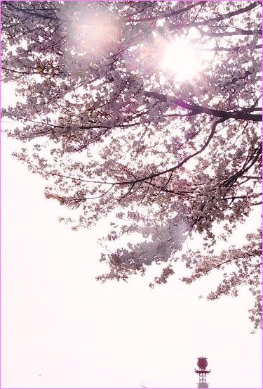 桜_b0167997_18555960.jpg