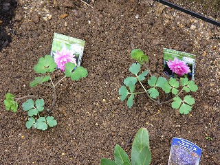 花壇への植え付け　と　今日の庭の様子_a0123003_19204060.jpg