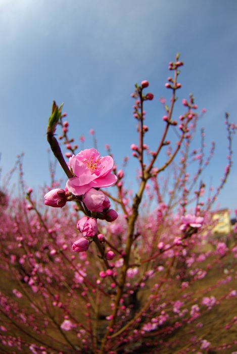 花粉に負けず、、、K-7，K10Dでまた桃園撮った。_c0187503_22152824.jpg