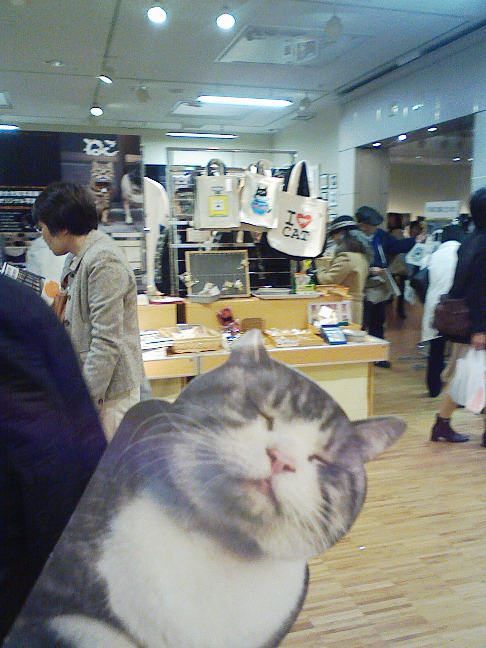 「　ねこ　」　 岩合光昭 写真展 （日本橋三越本店）_a0032004_2384538.jpg