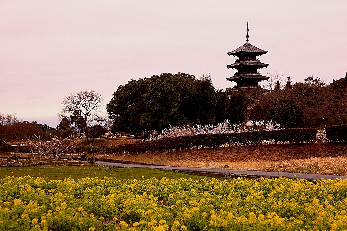 ”吉備路-備中国分寺の菜の花”　NO.2_a0140608_7584511.jpg