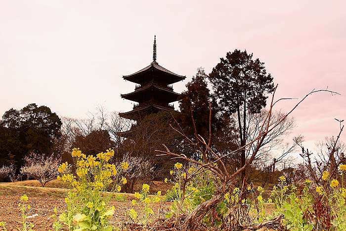 ”吉備路-備中国分寺の菜の花”　NO.2_a0140608_801485.jpg