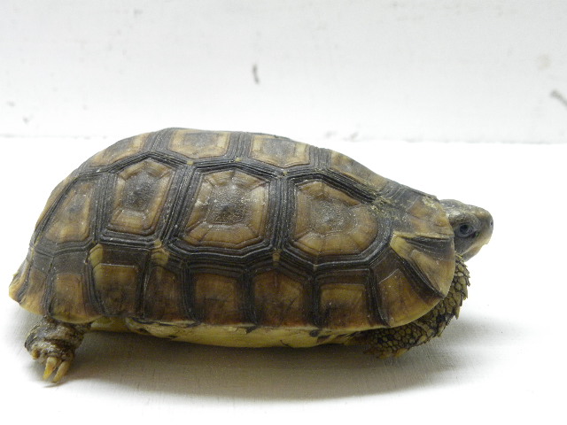 ベルセオレガメ ワイルド個体 6800 爬虫類 販売 専門店 飼育相談 関西レプタイルプロ ベルセオレガメ ワイルド個体 6800 爬虫類 販売 専門店 飼育相談 関西レプタイルプロ