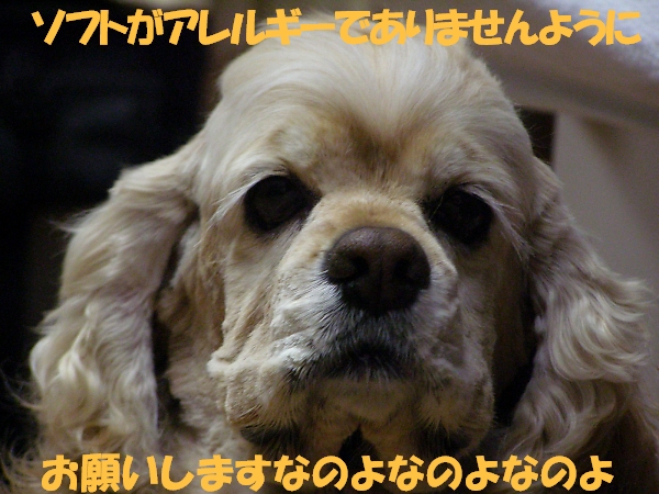 ここが年貢の収め時_b0067012_22133190.jpg