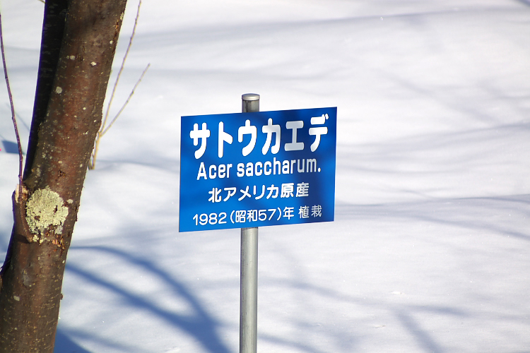 人?樹?_c0033513_22483224.jpg