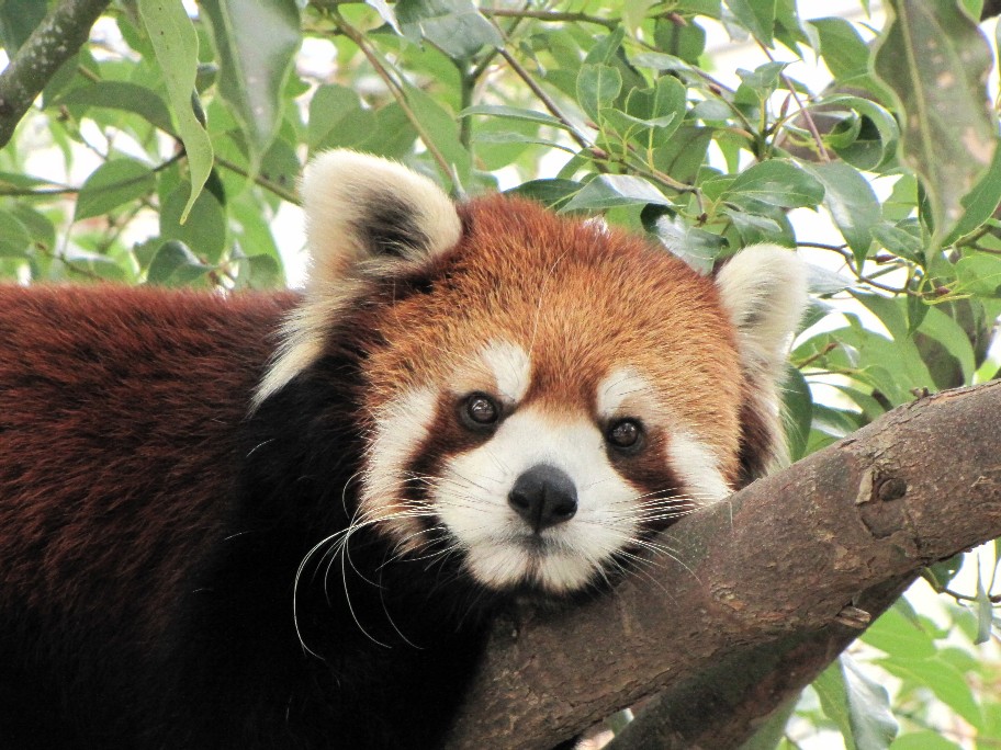 2009年冬休み！レッサーパンダ詣で！王子動物園編_f0221023_1594152.jpg