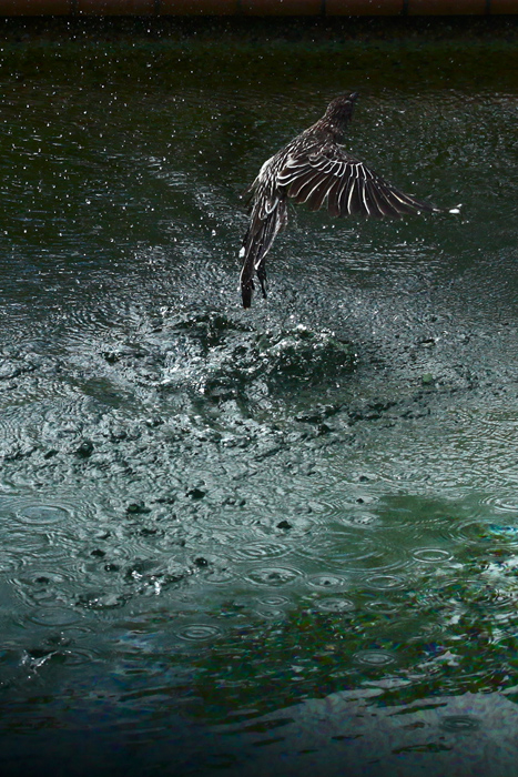 野鳥の水浴び_e0155629_2028381.jpg