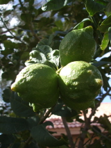 e0139730_673029.jpg